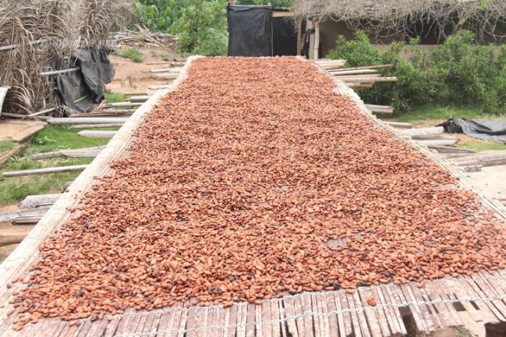 25/10/16 Fuite du cacao produit  Lakota vers dautres dpartements limitrophes